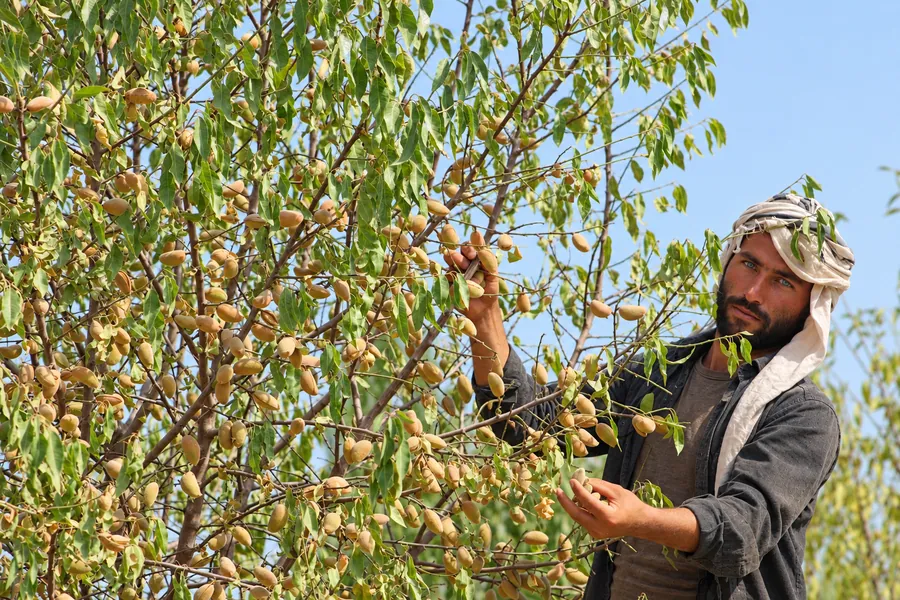 A farmer in a white turban checks the almond harvest in an orchard