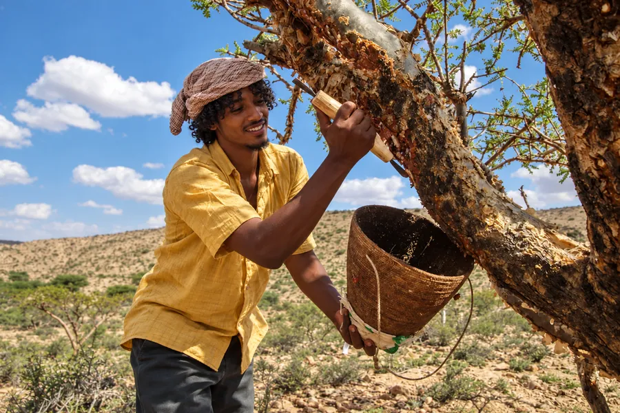 Frankincense resin being collected from a Boswellia tree